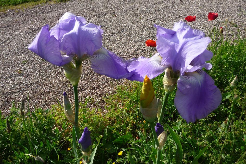جيفرني Maison D'Hotes Les Coquelicots الغرفة الصورة